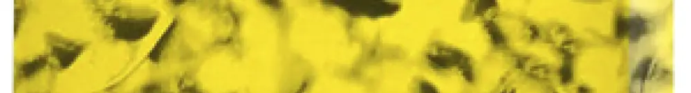 Blocco di distribuzione PX PTFIX 2X4-FE 